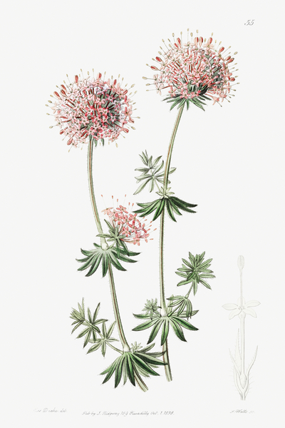 Long-styled crucianella from Edwards Botanical Register 1829-1847  by Sydenham Edwards John Lindley and James Ridgway. Print