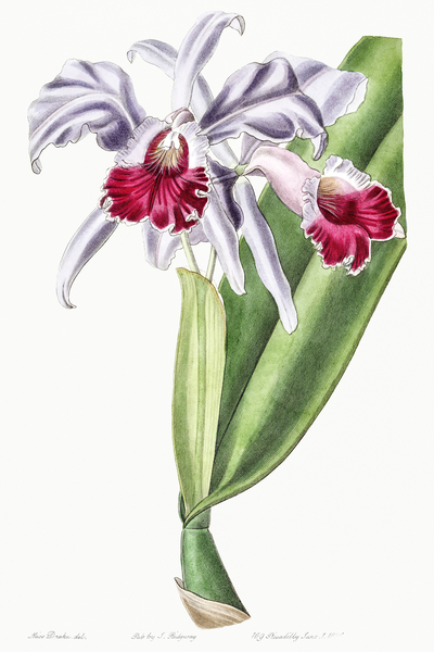 Crimson-lipped cattleya from Edwards Botanical Register 1829-1847  by Sydenham Edwards John Lindley and James Ridgway. Print
