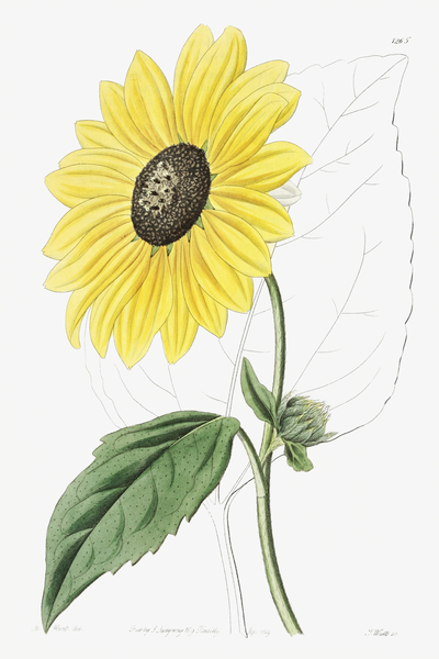 Californian Sunflower from Edwards Botanical Register 1829-1847  by Sydenham Edwards John Lindley and James Ridgway. Print