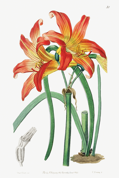 Meadow habranthus from Edwards Botanical Register 1829-1847  by Sydenham Edwards John Lindley and James Ridgway. Print