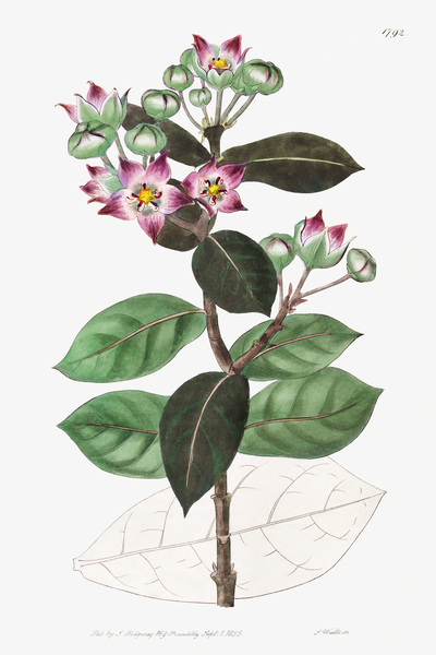 Tall calotropis from Edwards Botanical Register 1829-1847  by Sydenham Edwards John Lindley and James Ridgway. Print