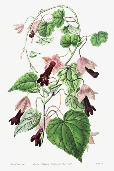 Twinning red-cloak from Edwards Botanical Register 1829-1847  by Sydenham Edwards John Lindley and James Ridgway. Print