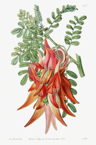 Crimson glory pea from Edwards Botanical Register 1829-1847  by Sydenham Edwards John Lindley and James Ridgway. Print