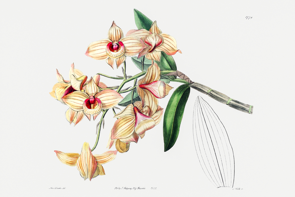 Copper-coloured Dendrobium from Edwards Botanical Register 1829-1847  by Sydenham Edwards John Lindley and James Ridgway. Print