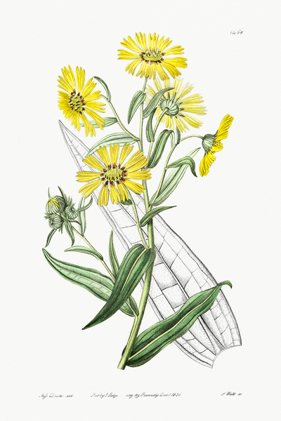 Elegant madia from Edwards Botanical Register 1829-1847  by Sydenham Edwards John Lindley and James Ridgway. Print