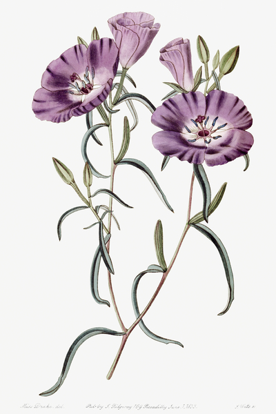 Large Purple Chilian Evening Primrose from Edwards Botanical Register 1829-1847  by Sydenham Edwards John Lindley and James Ridgway. Print