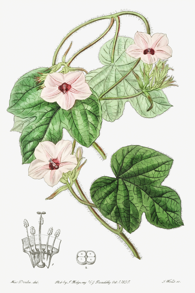 Mr.Aitons ipomoea from Edwards Botanical Register 1829-1847  by Sydenham Edwards John Lindley and James Ridgway. Print