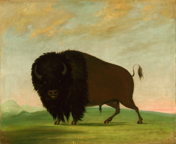 Buffalo Bull Grazing on the Prairie 1832-1833 Print