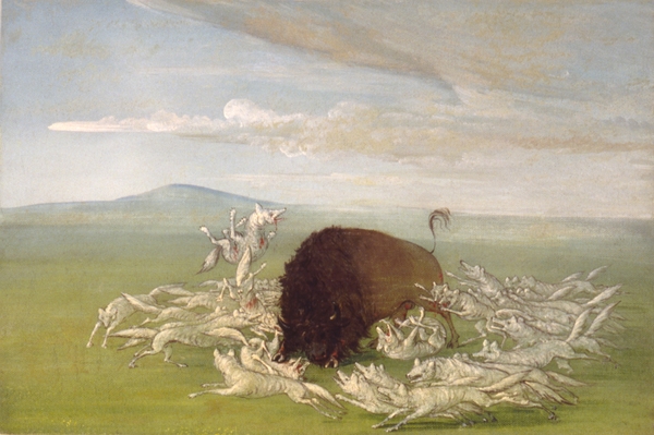 White Wolves Attacking a Buffalo Bull 1832-1833 Print