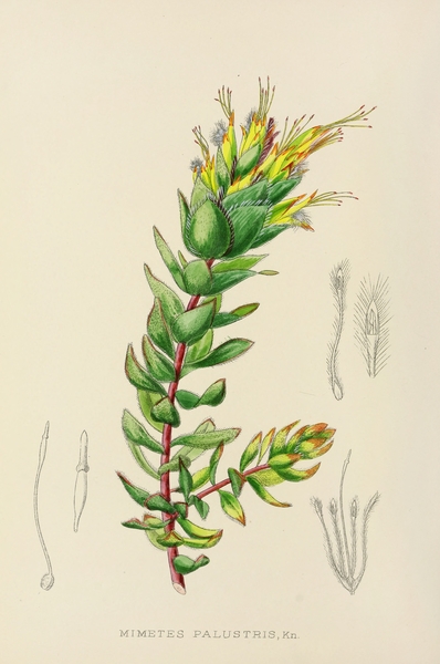 Mimetes Palustris Print