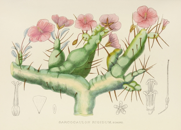 Sarcocaulon Rigidum Print