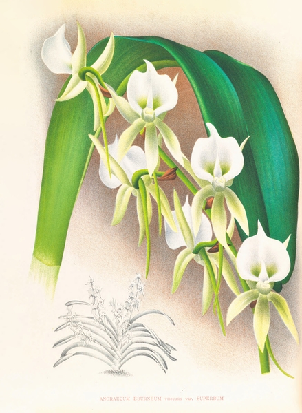 Angraecum eburneum var superbum Print