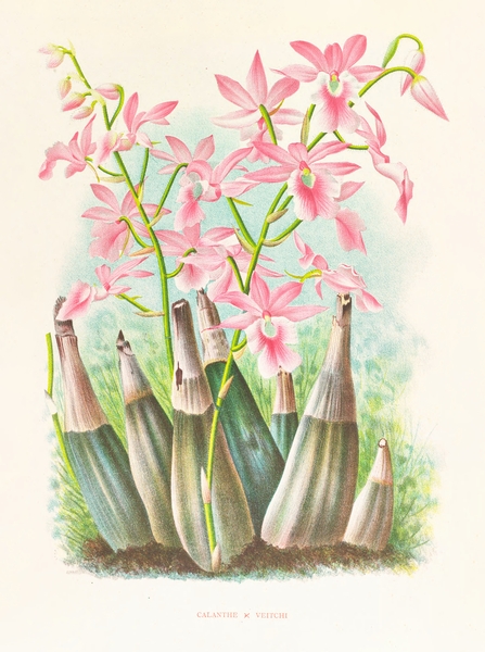 Calanthe veitch Print