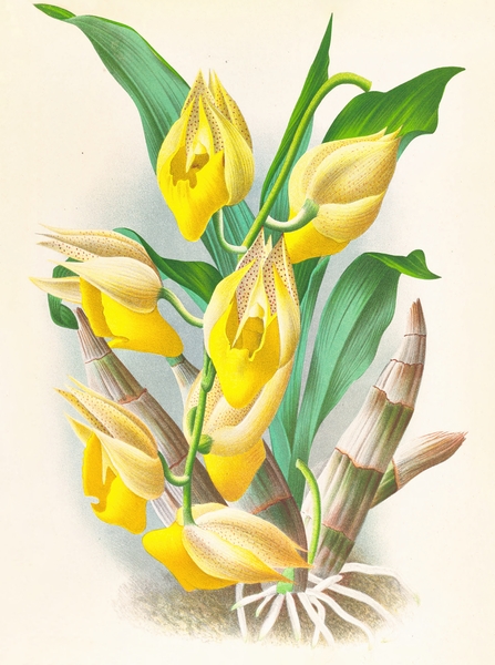 Catasetum macrocarpum Print