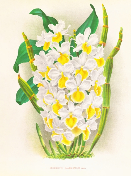 Dendrobium galliceanum Print