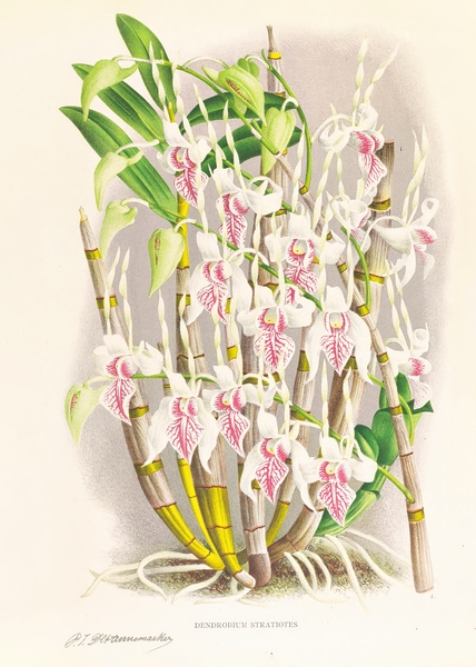 Dendrobium stratiotes Print