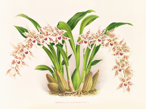 Odontoglossum lucianianum Print