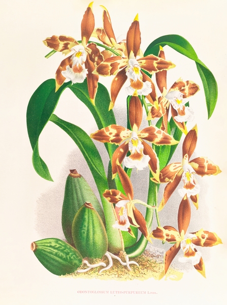 Odontoglossum luteo-purpureum Print