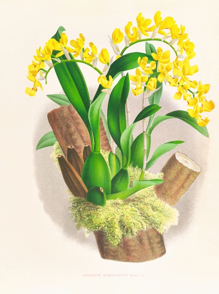 Oncidium warscewiczi Print