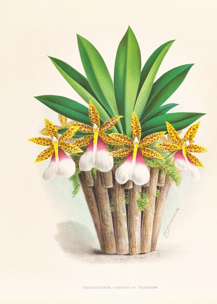 Trichocentrum Tigrinum Print