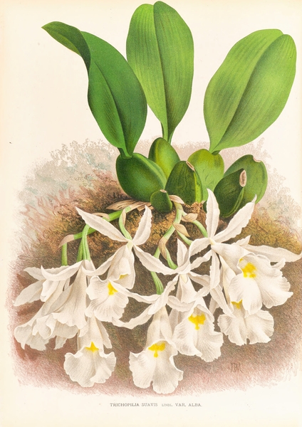 Trichopilia Suavis Print