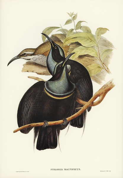 Magnificent Rifle-bird Ptiloris magnifica illustrated by Elizabeth Gould 1804–1841 for John Gould’s 1804-1881 Birds of Australia  Print