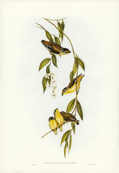 Striated Pardalote Pardalotus striatus illustrated by Elizabeth Gould 1804–1841 for John Gould’s 1804-1881 Birds of Australia  Print