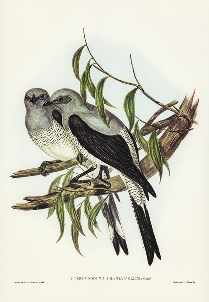 Ground Graucalus Pteropodocys Phasianella illustrated by Elizabeth Gould 1804–1841 for John Gould’s 1804-1881 Birds of Australia  Print