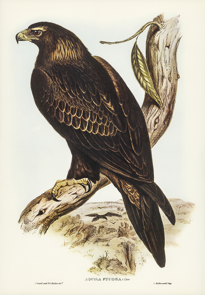 Wedge-tailed Eagle Aquila focosa illustrated by Elizabeth Gould 1804–1841 for John Gould’s 1804-1881 Birds of Australia  Print
