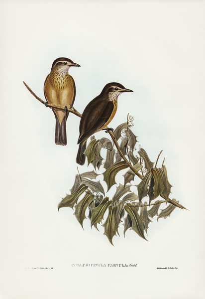 Little Colluricincla Colluricincla parvula illustrated by Elizabeth Gould 1804–1841 for John Gould’s 1804-1881 Birds of Australia  Print