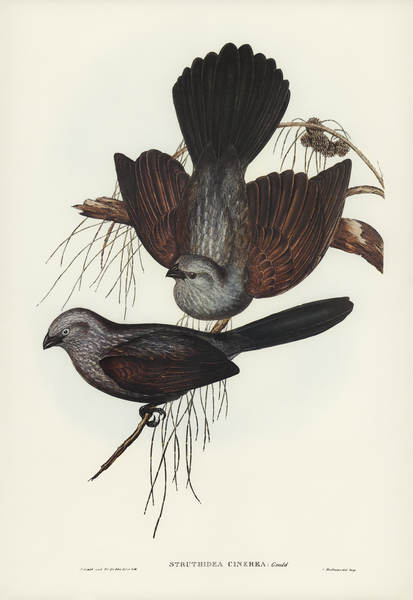 Grey Struthidea Struthidea cinerea illustrated by Elizabeth Gould 1804–1841 for John Gould’s 1804-1881 Birds of Australia  Print