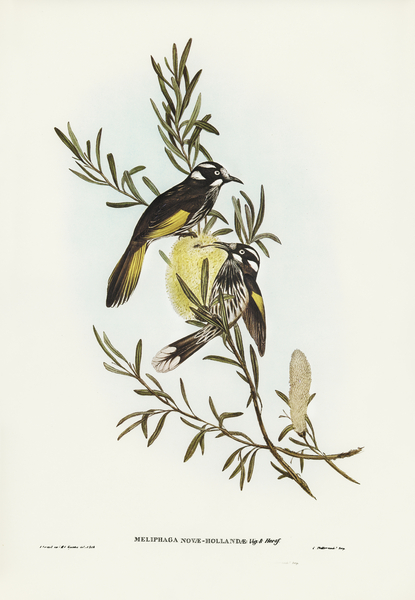 New Holland Honey-eaterillustrated by Elizabeth Gould 1804–1841 for John Gould’s 1804-1881 Birds of Australia  Print