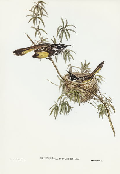 Long-billed Honey-eater Meliphaga longirostris illustrated by Elizabeth Gould 1804–1841 for John Gould’s 1804-1881 Birds of Australia  Print