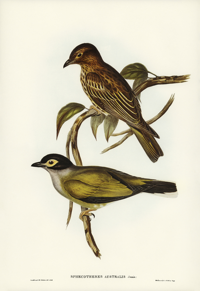 Australian Sphecotheres Sphecotheres Australis illustrated by Elizabeth Gould 1804–1841 for John Gould’s 1804-1881 Birds of Australia  Print