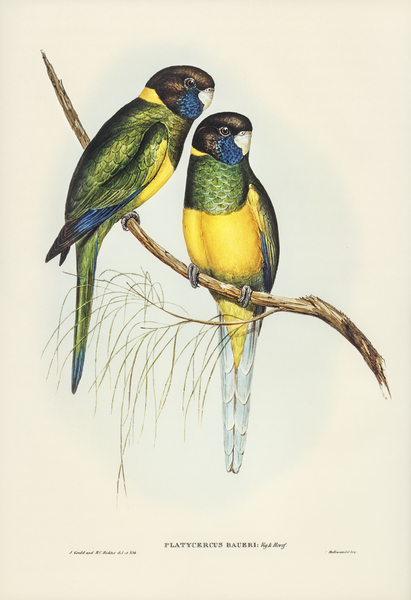 Bauers Parrakeet Platycercus Bauerii illustrated by Elizabeth Gould 1804–1841 for John Gould’s 1804-1881 Birds of Australia  Print