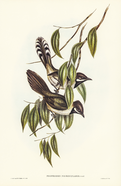 Black-throated Psophodes Psophodes nigrogularis illustrated by Elizabeth Gould 1804–1841 for John Gould’s 1804-1881 Birds of Australia  Print