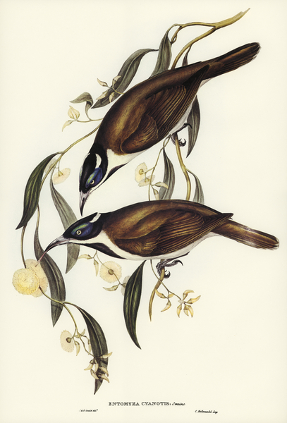 Blue-faced Entomyza Entomyza cyanotis illustrated by Elizabeth Gould 1804–1841 for John Gould’s 1804-1881 Birds of Australia  Print