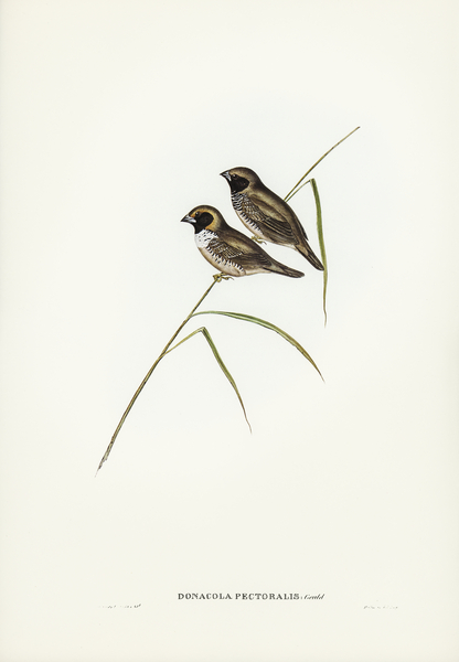 White-breasted Finch Donacola pectoralis illustrated by Elizabeth Gould 1804–1841 for John Gould’s 1804-1881 Birds of Australia  Print