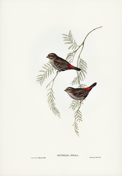 Fire-tailed Finch illustrated by Elizabeth Gould 1804–1841 for John Gould’s 1804-1881 Birds of Australia  Print