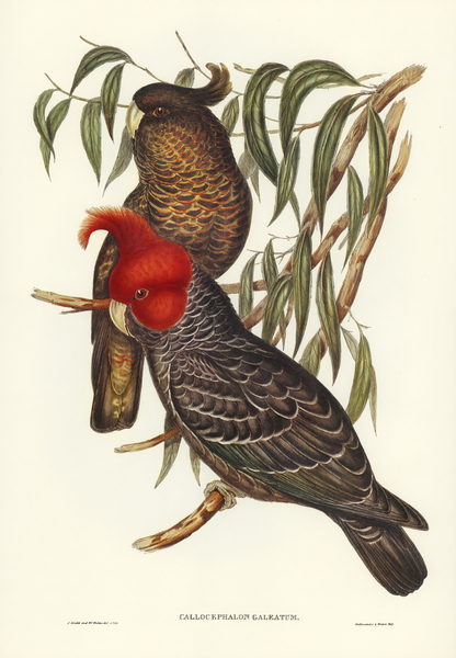 Gang-gang Cockatoo Callocephalon galeatum illustrated by Elizabeth Gould 1804–1841 for John Gould’s 1804-1881 Birds of Australia  Print