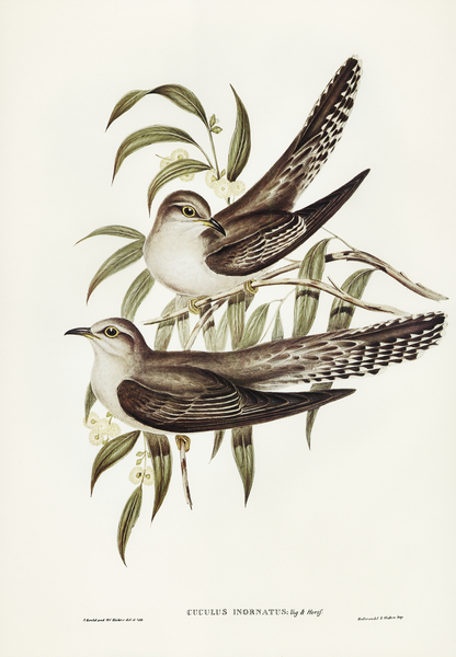 Unadorned Cuckoo Cuculus inornatus illustrated by Elizabeth Gould 1804–1841 for John Gould’s 1804-1881 Birds of Australia  Print