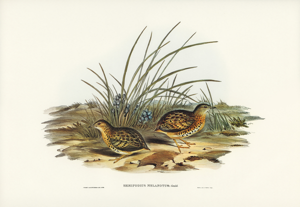 Black-backed Hemipode Hemipodius melanotus illustrated by Elizabeth Gould 1804–1841 for John Gould’s 1804-1881 Birds of Australia  Print