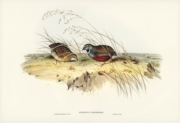 Chinese Quail Synoicus Chinensis illustrated by Elizabeth Gould 1804–1841 for John Gould’s 1804-1881 Birds of Australia  Print