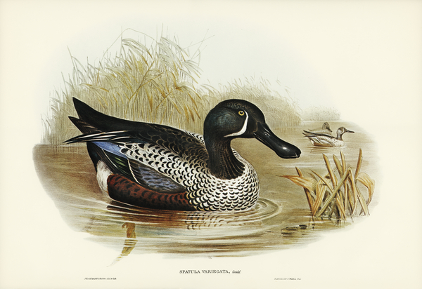 Variegated Shoveller Spatula Variegata illustrated by Elizabeth Gould 1804–1841 for John Gould’s 1804-1881 Birds of Australia  Print