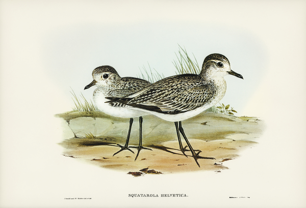 Grey Plover Squatarola Helvetica illustrated by Elizabeth Gould 1804–1841 for John Gould’s 1804-1881 Birds of Australia  Print