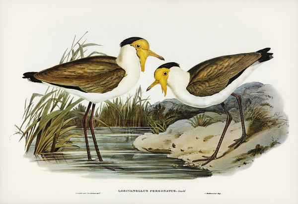 John Gould Birds of Australia Birds  