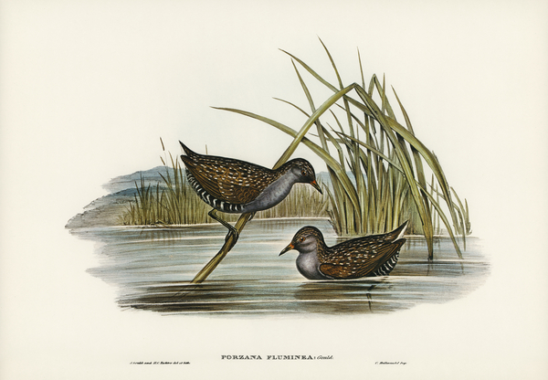 Spotted Water Crake Porzana fluminea illustrated by Elizabeth Gould 1804–1841 for John Gould’s 1804-1881 Birds of Australia  Print