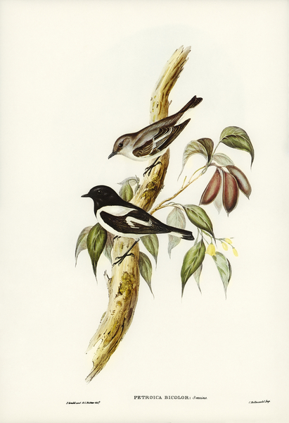 Pied Robin Petroica bicolor Swains illustrated by Elizabeth Gould 1804–1841 for John Gould’s 1804-1881 Birds of Australia  Print