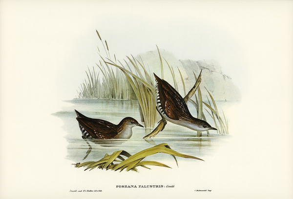Water Crake Porzana palustris illustrated by Elizabeth Gould 1804–1841 for John Gould’s 1804-1881 Birds of Australia  Print