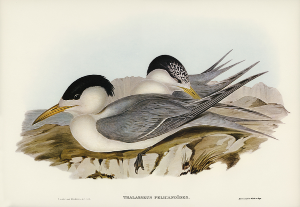 Torres Straits Tern Thalasseus Pelecanoides illustrated by Elizabeth Gould 1804–1841 for John Gould’s 1804-1881 Birds of Australia  Print